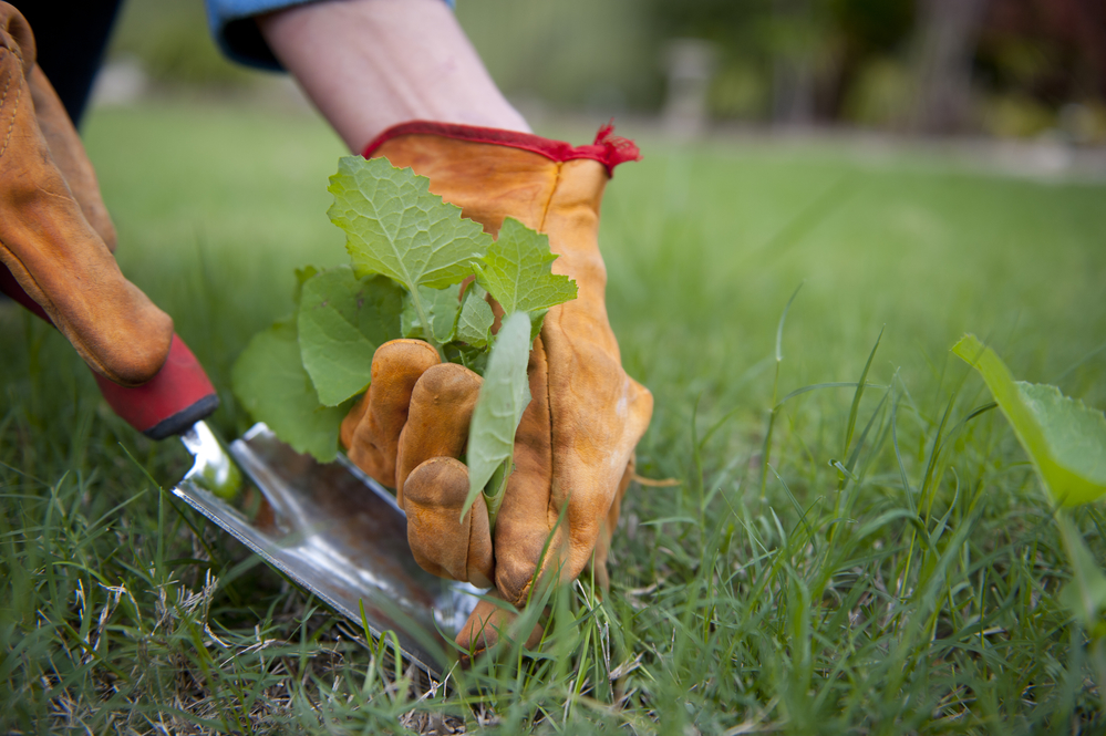 weed your yard in the winter