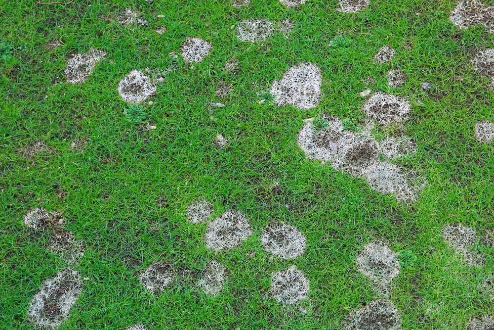 thatch buildup can kill your lawn