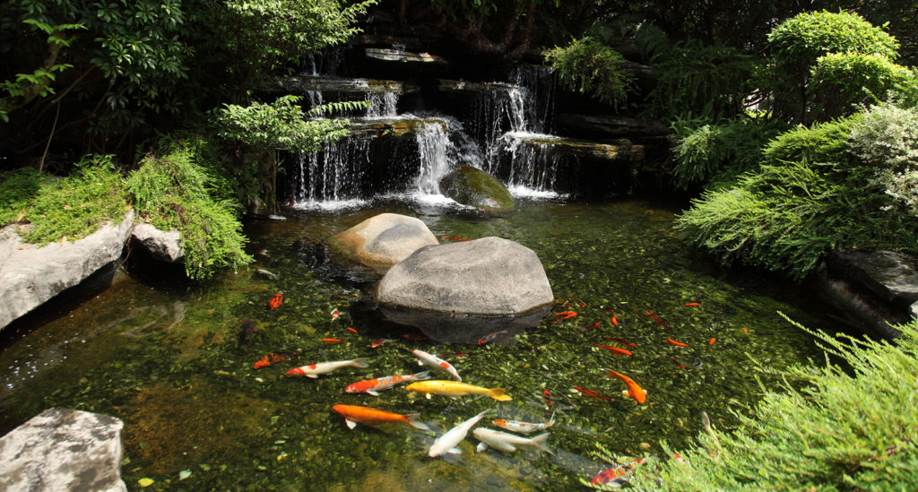 Keep your koi pond free from algae