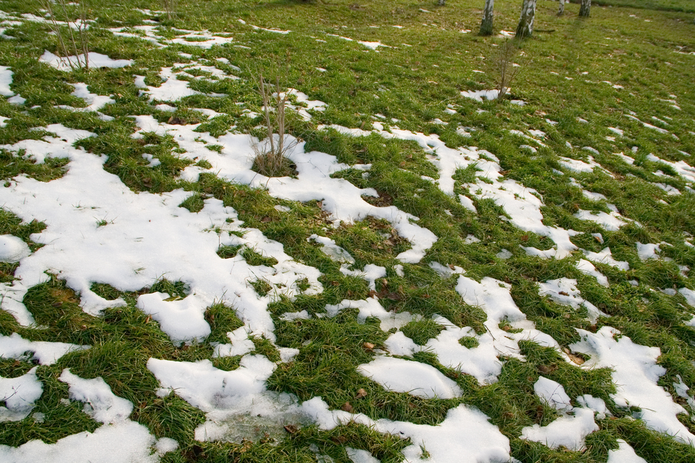 winterize your lawn