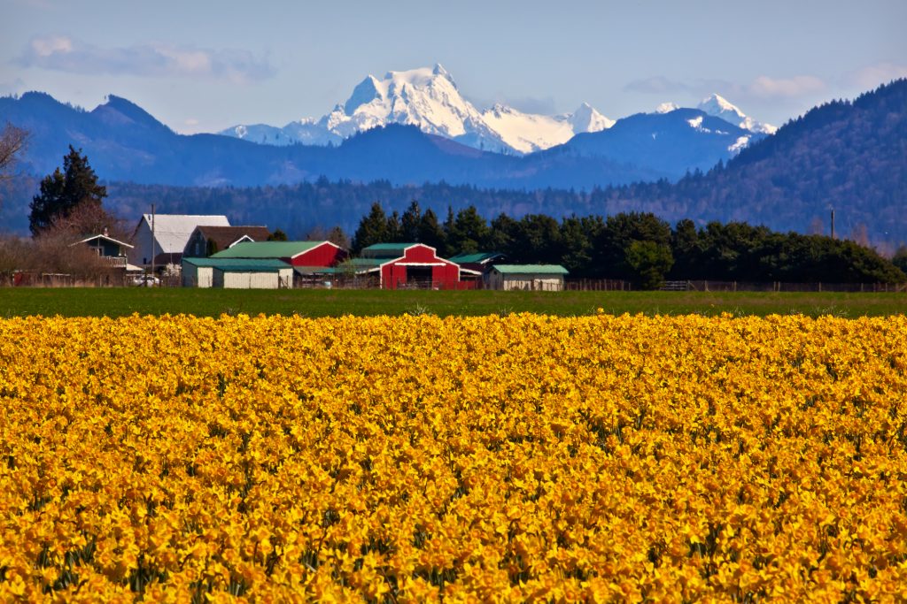 Mount Shuksan Red Farm Builiding Yellow Daffodils Flowers Snow Mountain Skagit Valley Washington State Pacific Northwest