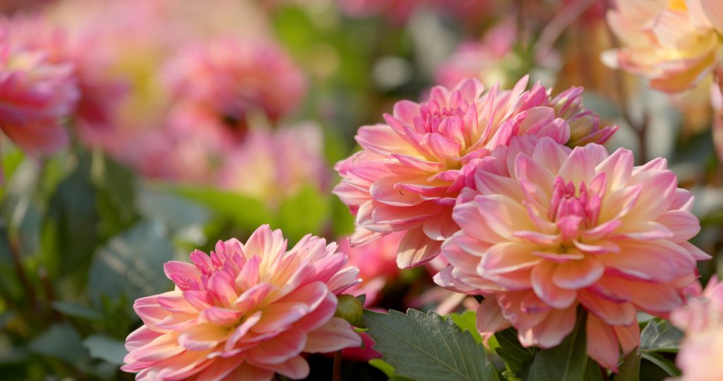 Top All-Season Plants for the Pacific Northwest | Levy's Lawns and ...