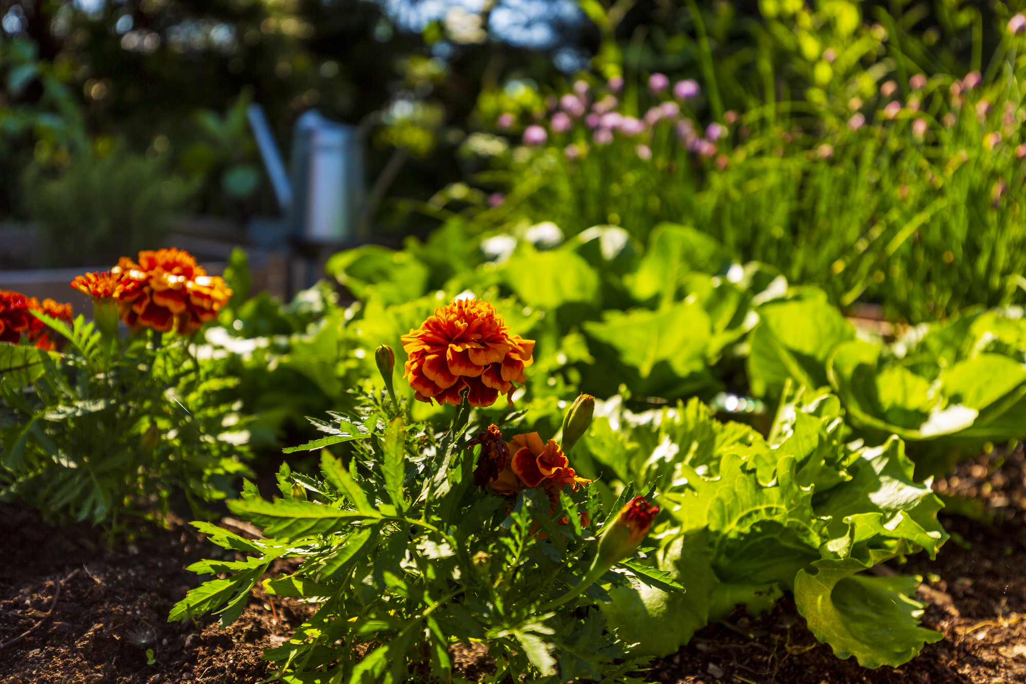 planting edible gardens in the pacific northwest