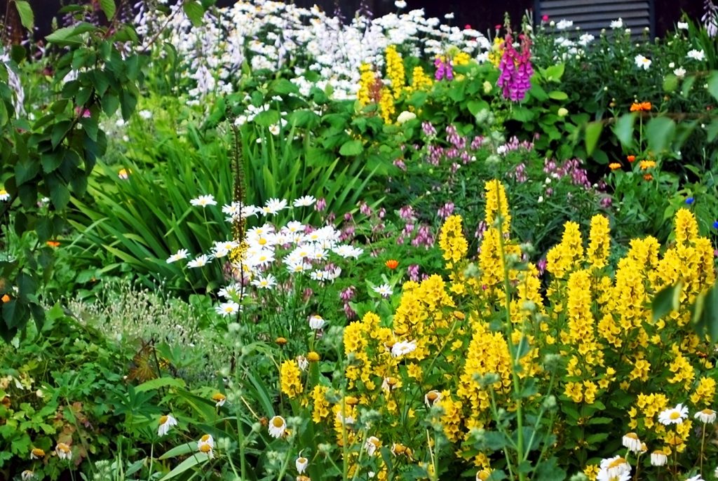 perennial garden pacific northwest levy's lawns and landscape