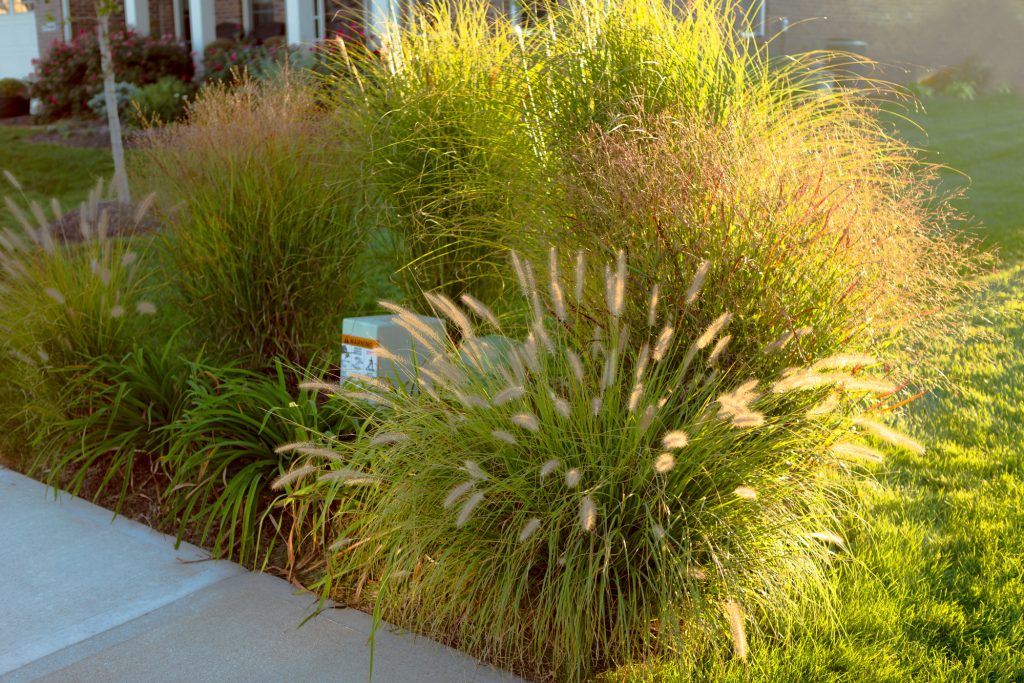 Neighborhood beautification, hiding underground powerline and telecommunication boxes with giant ornamental grasses in the neighborhood