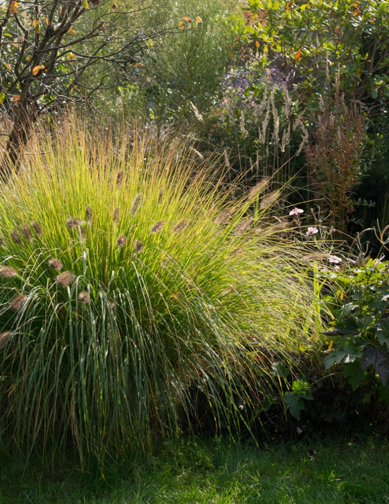 landscaping with grasses levy's lawns and landscaping