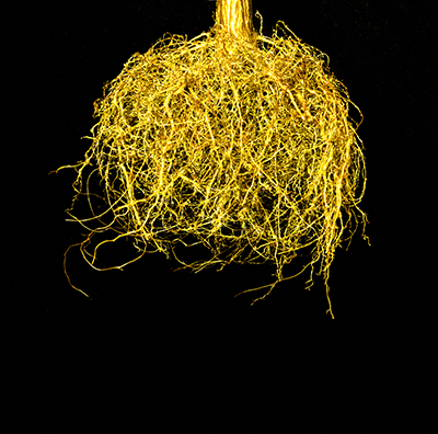 bare rootstock
