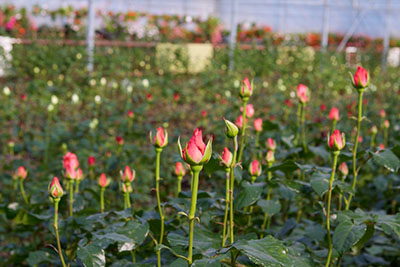 planting bare root roses levy's landscape washington