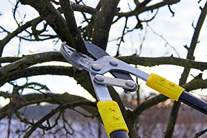 pruning basics by levy's lawns and landscaping washington