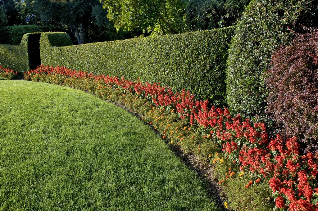 best hedges levys lawns and landscaping