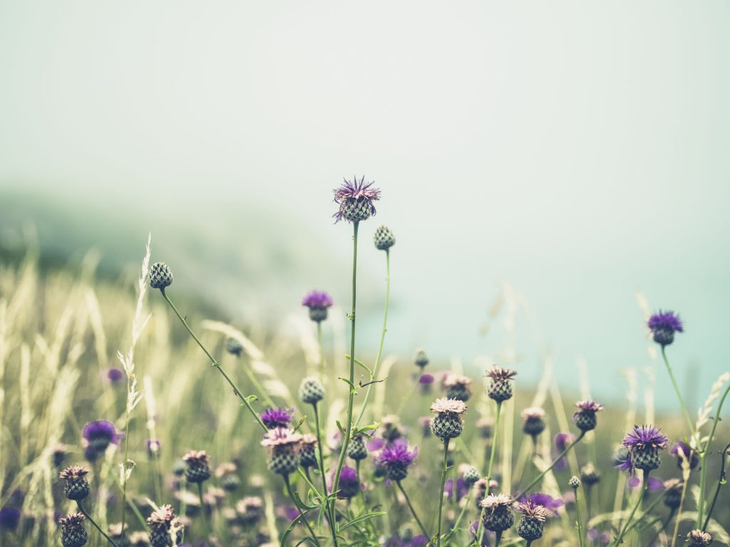 wild thistles