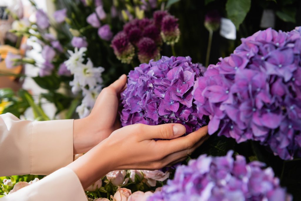 : Hydrangeas thrive in the Pacific Northwest