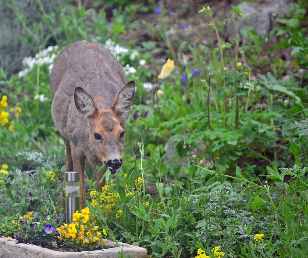 battling deer in the garden