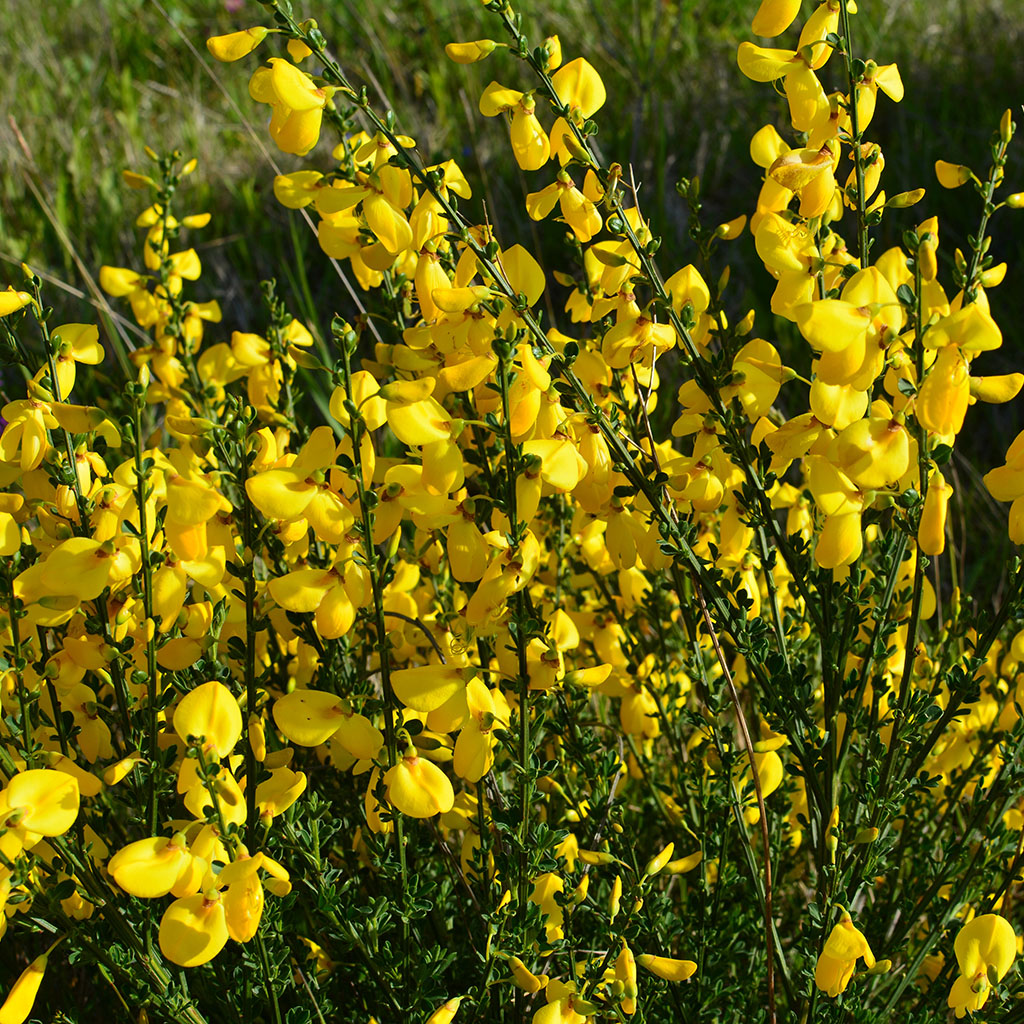 Scotch Broom in Your Pacific Northwest Yard